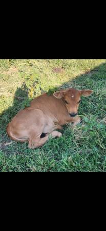 Registered mid-mini Jersey bull calf 1