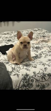 Rehoming male cream frenchie (Cashmere)63814647082625123