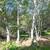 1.83+/- Acres for Sale - Build Your Custom Home 16 thumbnail