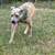 Merle female pitbull 2 thumbnail
