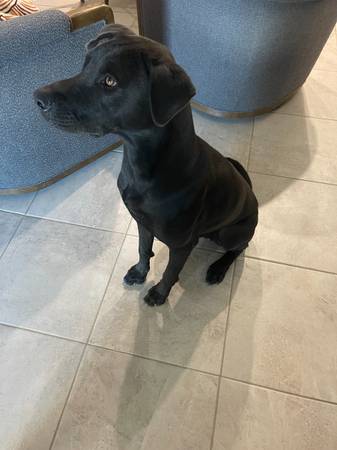 Black lab mix (Buckeye)63967147154819120