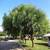 Mexican Pirul tree 2 thumbnail