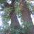 BLACK WALNUT 3 thumbnail