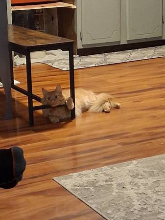 gato ragdoll naranja macho de 1 1/2 años (Kennewick)63827961719683121