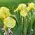 PERENNIALS - Fall Planting 7 thumbnail