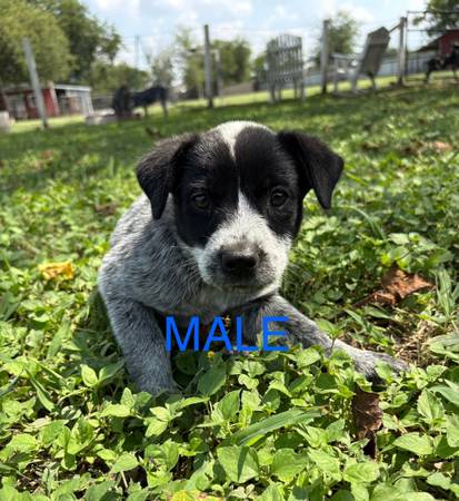 Blue Heelers (Temple)63839343578369123