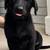 Shepadoodle puppies 4 thumbnail