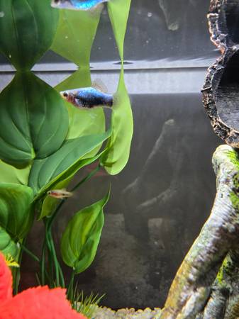 Free male platy fish 1