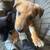 German shepherd puppies 1 thumbnail