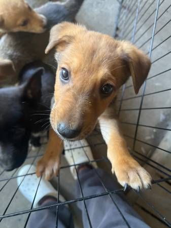 German shepherd puppies 1