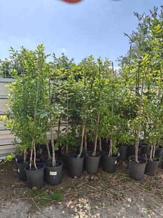 Ash Fresno trees 5gallon 1