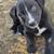 German shepherd / Australian cattle dog 5 thumbnail