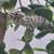 Baby Hybrid Designer Panther Chameleon - (4-Month - Sexed & Showing) 4 thumbnail