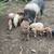 Piglets 1 thumbnail