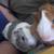2 guinea pigs with enclosure 3 thumbnail
