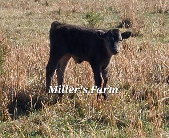 Bull calf 1