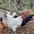 purebred lavender orpingtons roosters 2 thumbnail