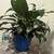 26" tall healthy peace lily in blue pot, easy care 5 thumbnail