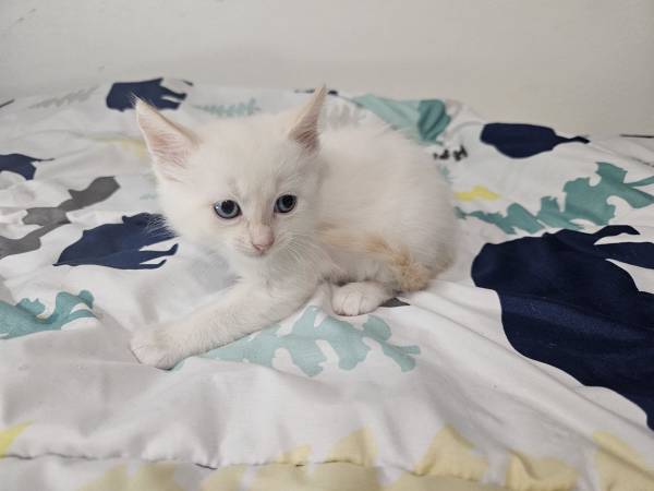 ¡¡Gatito! Hermoso gatito flamepoint de ojos azules (Oregon City)63842373965443123
