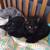 Pet sitting services 2 thumbnail