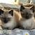 Siamese kittens 2 thumbnail