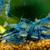 Blue Dream Shrimp 1 thumbnail