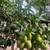 Valley Lemon Trees - 2 Feet Tall - Over 50 Citrus Varieties in stock 1 thumbnail