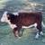 Hereford feeder cattle 9 thumbnail