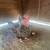 Serama Chicken Hen 7 thumbnail