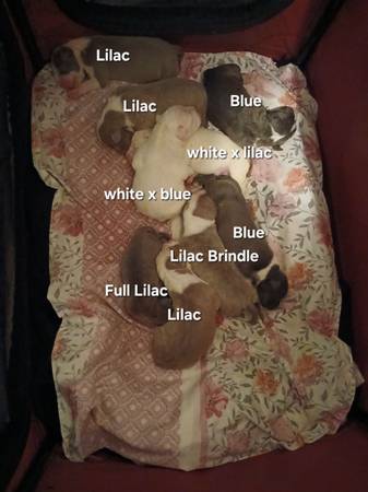 XL American Bullies 1