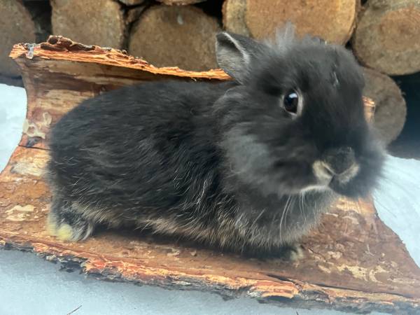 Angora/ silver fox/ rex lionhead bunnies/meat rabbits (black, otters) 1