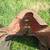 M Farmall Tractor hood 5 thumbnail