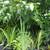 Gingers, Lilies, Bromiliads, Swiss Cheese (see list various prices) 10 thumbnail