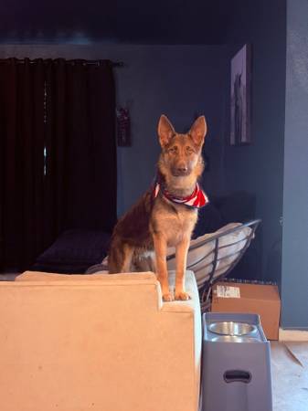 German Shepherd Puppies (Pearland)