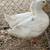 Pekin Ducks 1 thumbnail