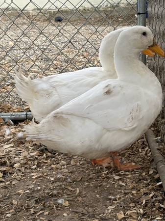Pekin Ducks 1