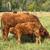 Cow calf pair 1 thumbnail
