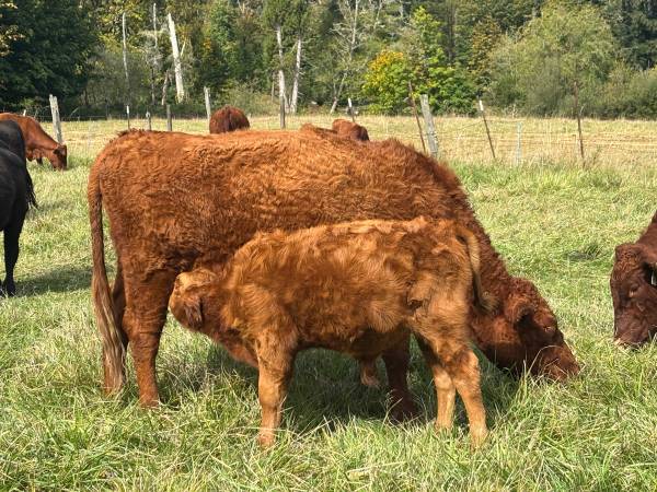 Cow calf pair 1