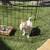 Teacup chihuahua 2 thumbnail