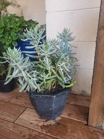 Blue Chalkstick Plant 1