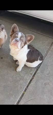 Fluffy Frenchie (Yuba city)