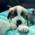 Saint Bernard Puppy For Rehome 1 thumbnail