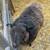 Icelandic ram 2 thumbnail