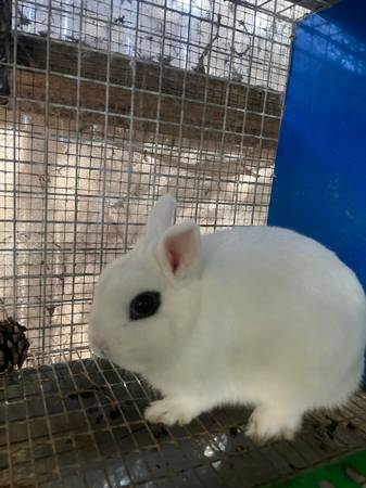 Show Rabbits- Dwarf Hotot 1