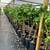 Rio Red Grapefruit Trees 5-6 Years old - 5-6 Feet Tall $120 4 thumbnail