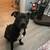 Capone (Blck Lab mix) 2yr old 2 thumbnail