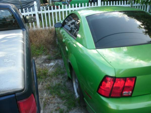 Caballos Mustang en venta. Uno, dos, tres o todos - 4500 dólares (Jacksonville Beach)63470253888259121