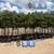 Japanese blueberry tree 1 thumbnail