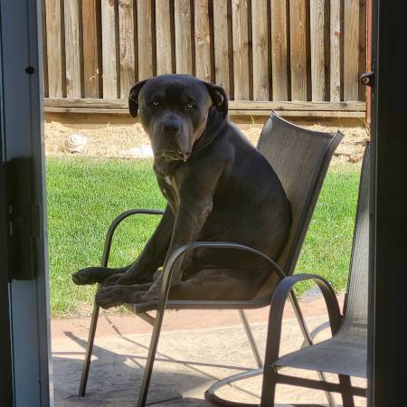 Bully Xl (Vacaville)63679359564035121