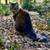 Free to good home - male maine coon cat 1 thumbnail